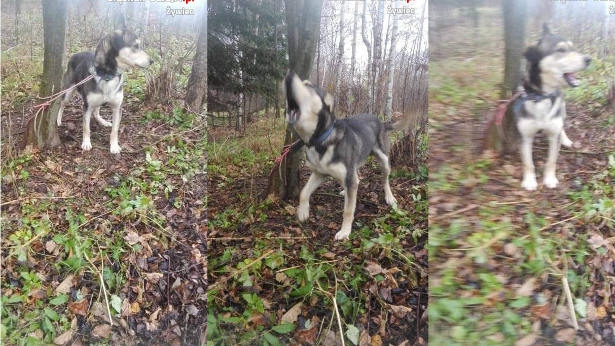 Pies przywiązany do drzewa w lesie, policja szuka jego właściciela